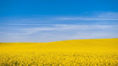 A vast field of yellow flowers under a clear blue sky